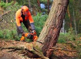 Seasonal Cleanup (Spring/Fall) in Maplewood, MN