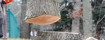 Best Arborist Consultation Services  in Maplewood, MN