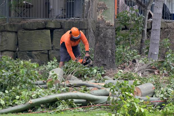 How Our Tree Care Process Works  in  Maplewood, MN